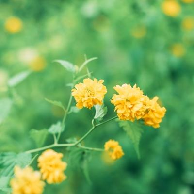 传说对决助手安卓下载